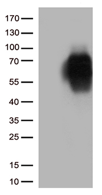 Ube1L Antibody