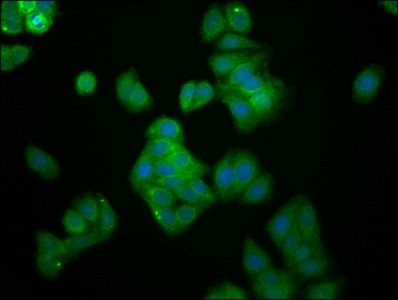 UBE2G1 Antibody