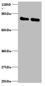 OTUB1 Antibody