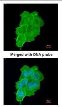 UFD1L Rabbit Polyclonal Antibody