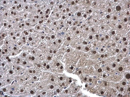 UFD1L Rabbit Polyclonal Antibody