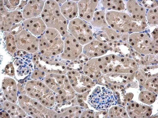 UFD1L Rabbit Polyclonal Antibody