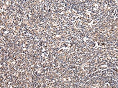 UGGT2 Antibody