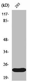 ULK3 Antibody