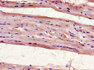 UNG Antibody