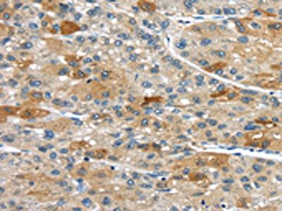 UPP2 Antibody