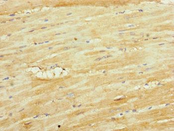 UQCR10 Antibody
