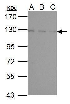 USP15 Rabbit Polyclonal Antibody