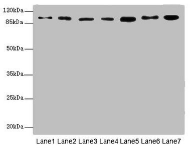 USP5 Antibody