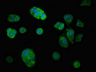 USP7 Antibody