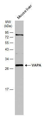 VAPA Rabbit Polyclonal Antibody