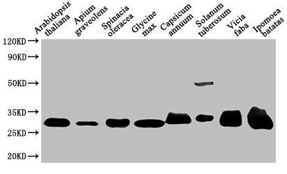 VDAC1 Antibody