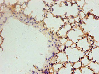 Vegfa Antibody