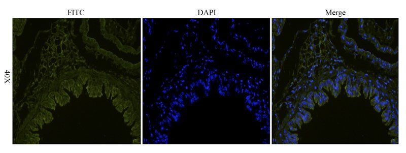 VEGF165 Rabbit Polyclonal Antibody (FITC)