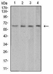 VEGFA Antibody
