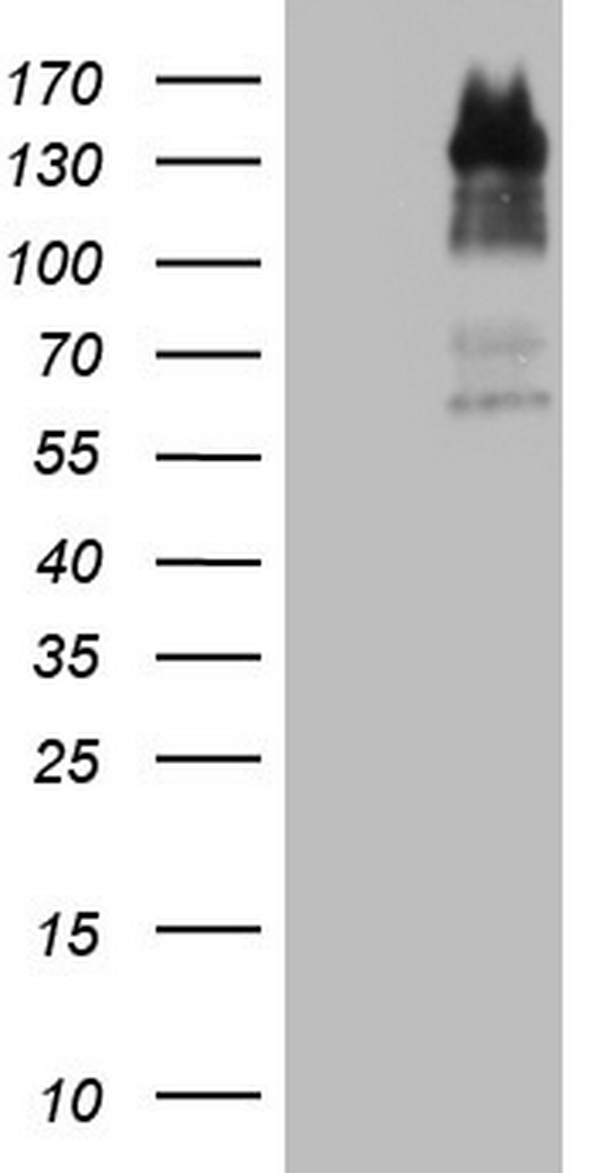 VEGFC Antibody