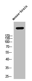 VCAN Antibody