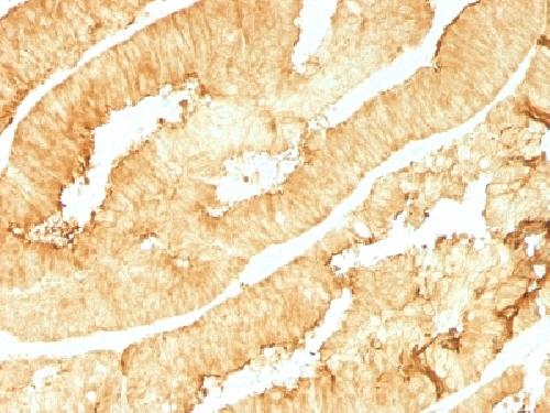 VIL1 Antibody