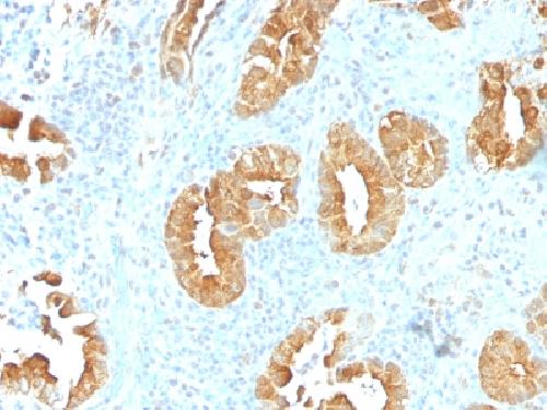 VIL1 Antibody