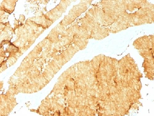 VIL1 Antibody