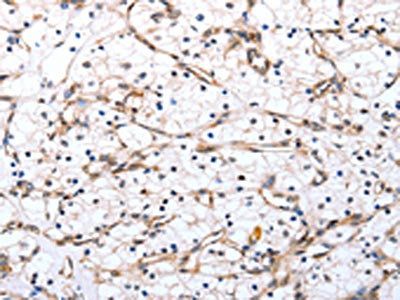 SELENOS Antibody