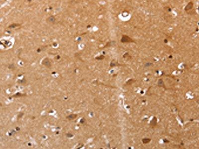 SELENOS Antibody