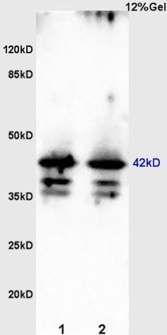 Viperin Rabbit Polyclonal Antibody