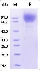 HIV-1 GP120 Protein, His Tag