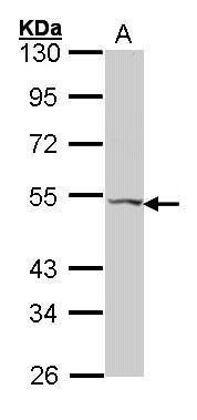 galanin receptor 2 Antibody