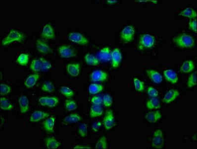VSIG8 Antibody