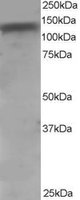 ADAM17/TACE Antibody