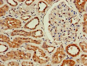 WISP3 Antibody
