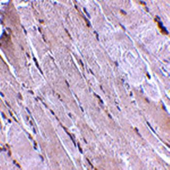 Wnt10b Rabbit Polyclonal Antibody