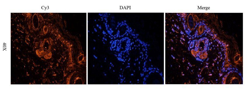 WNT3 Rabbit Polyclonal Antibody