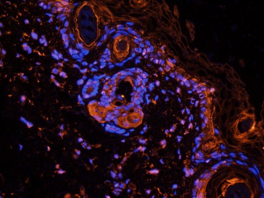 WNT3 Rabbit Polyclonal Antibody
