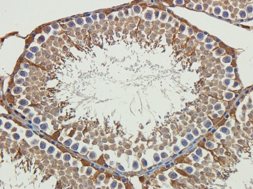 WNT3 Rabbit Polyclonal Antibody