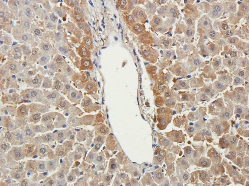 WNT3 Rabbit Polyclonal Antibody