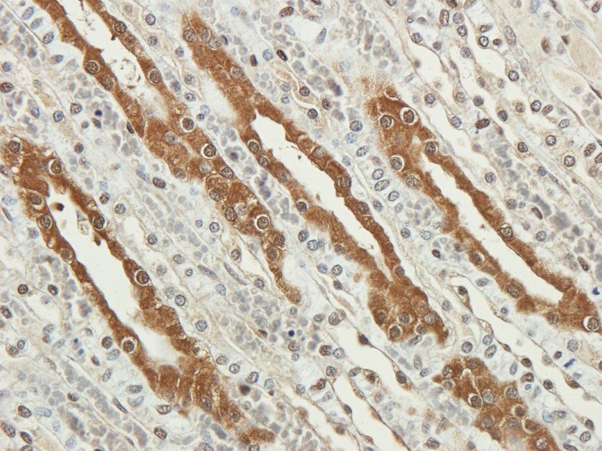 WNT3 Rabbit Polyclonal Antibody