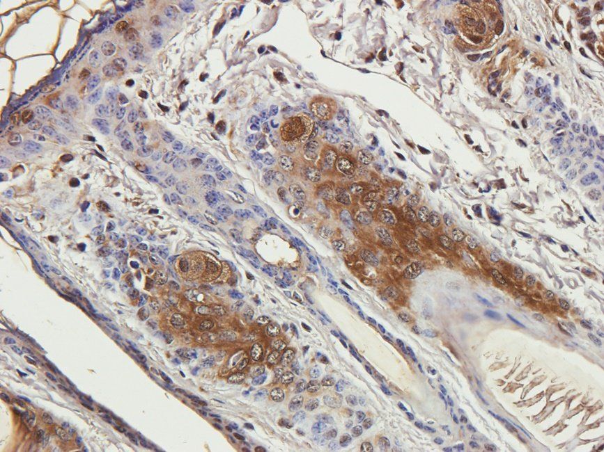 WNT3 Rabbit Polyclonal Antibody
