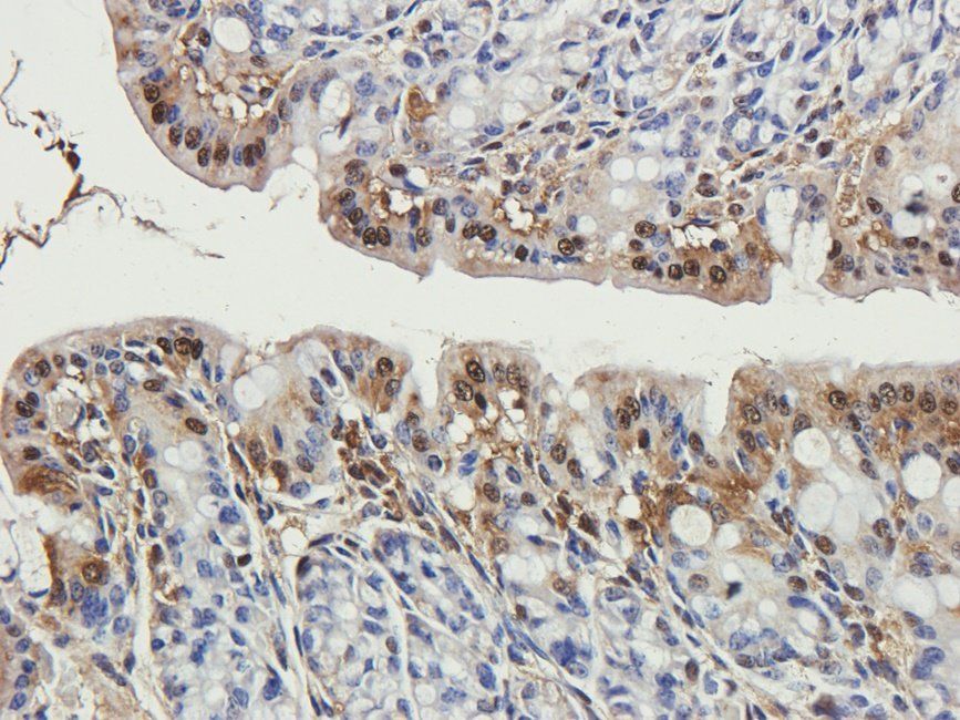 WNT3 Rabbit Polyclonal Antibody
