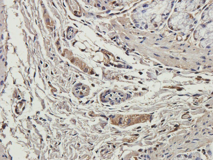 WNT3 Rabbit Polyclonal Antibody