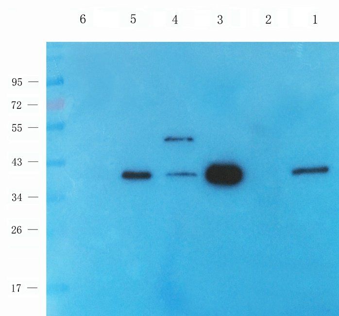 WNT3 Rabbit Polyclonal Antibody