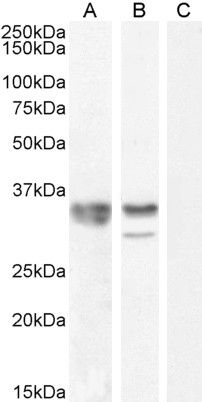 HNRNPA2B1 Antibody