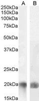 Goat anti-LIGHT / CD258 Antibody