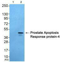 PAWR Antibody