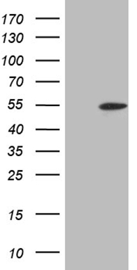 WTAP Antibody