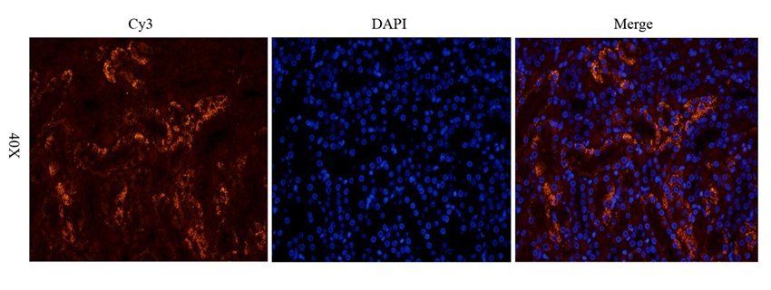 WWTR1 Rabbit Polyclonal Antibody
