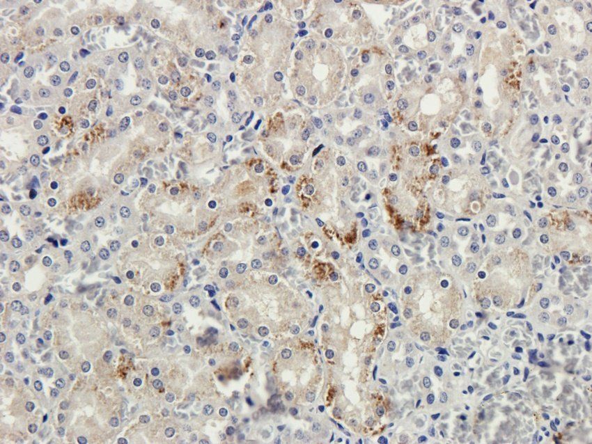 WWTR1 Rabbit Polyclonal Antibody