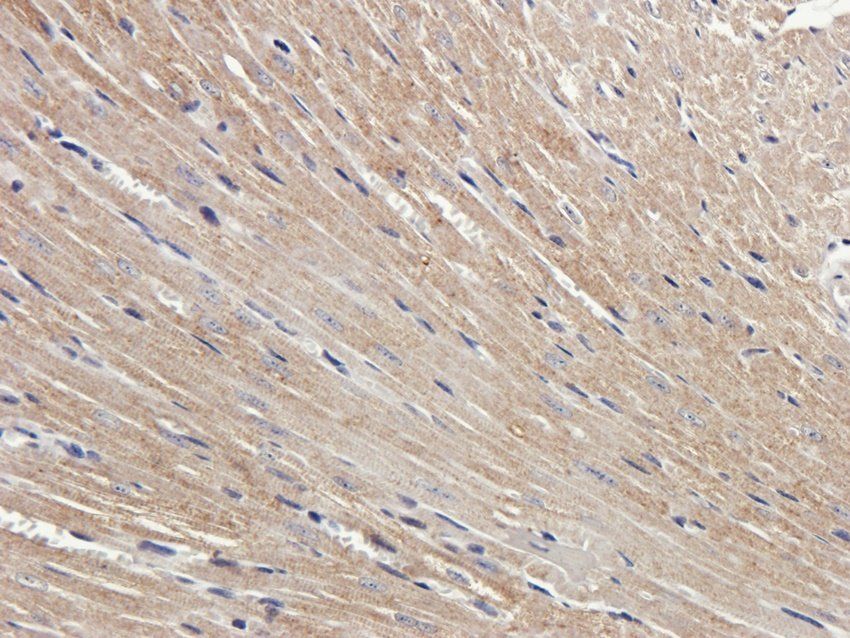 WWTR1 Rabbit Polyclonal Antibody