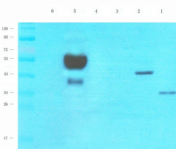 WWTR1 Rabbit Polyclonal Antibody